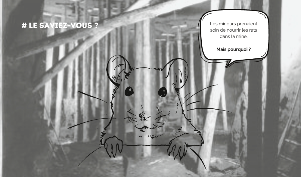 LES RATS DANS LA MINE